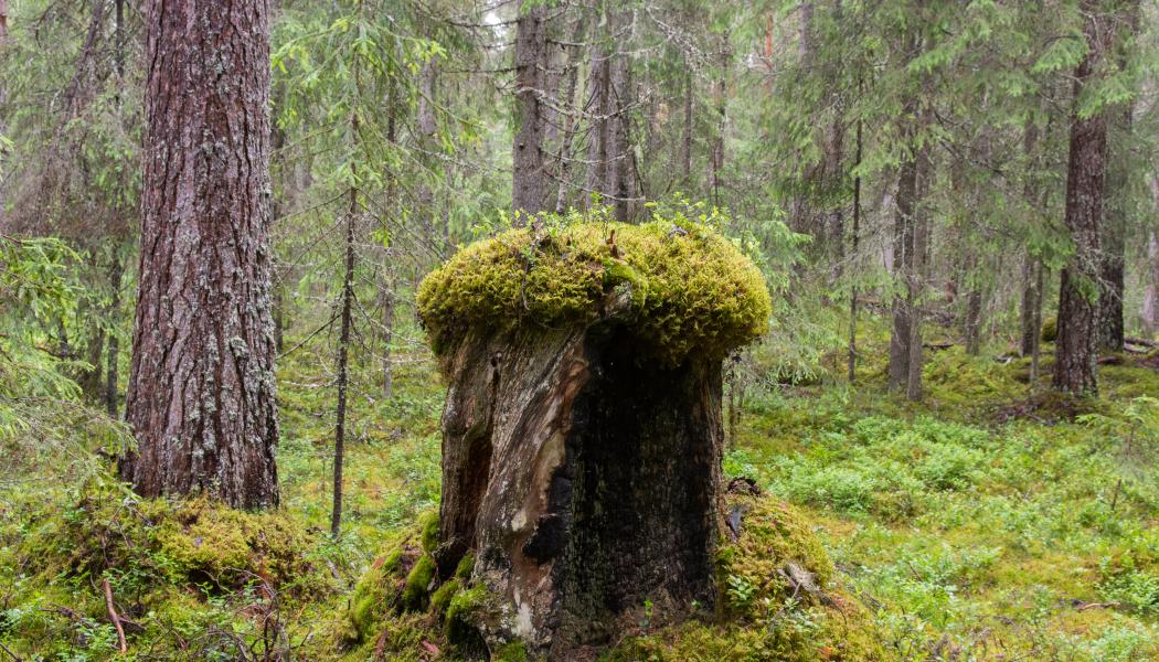 Med trakthyggesbruk genomgår skogsytan olika faser som var och en är gynnsam för olika arter. Foto: Skogsindustrierna/Ola Kårén