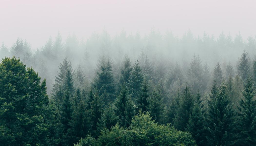 Foto: Filip Zrnzević/Unsplash