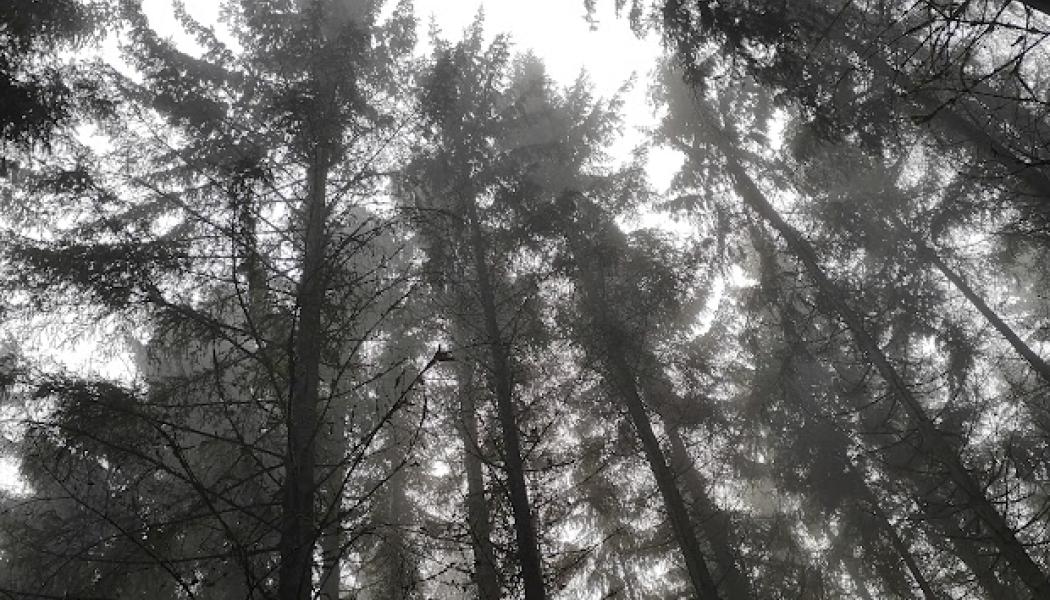 Trä – det hållbara materialet vi glömmer att förstå